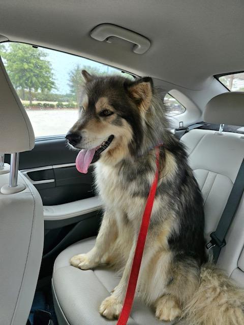 Aspen, a Adoptable Husky in Gardiner, NY image 3/6