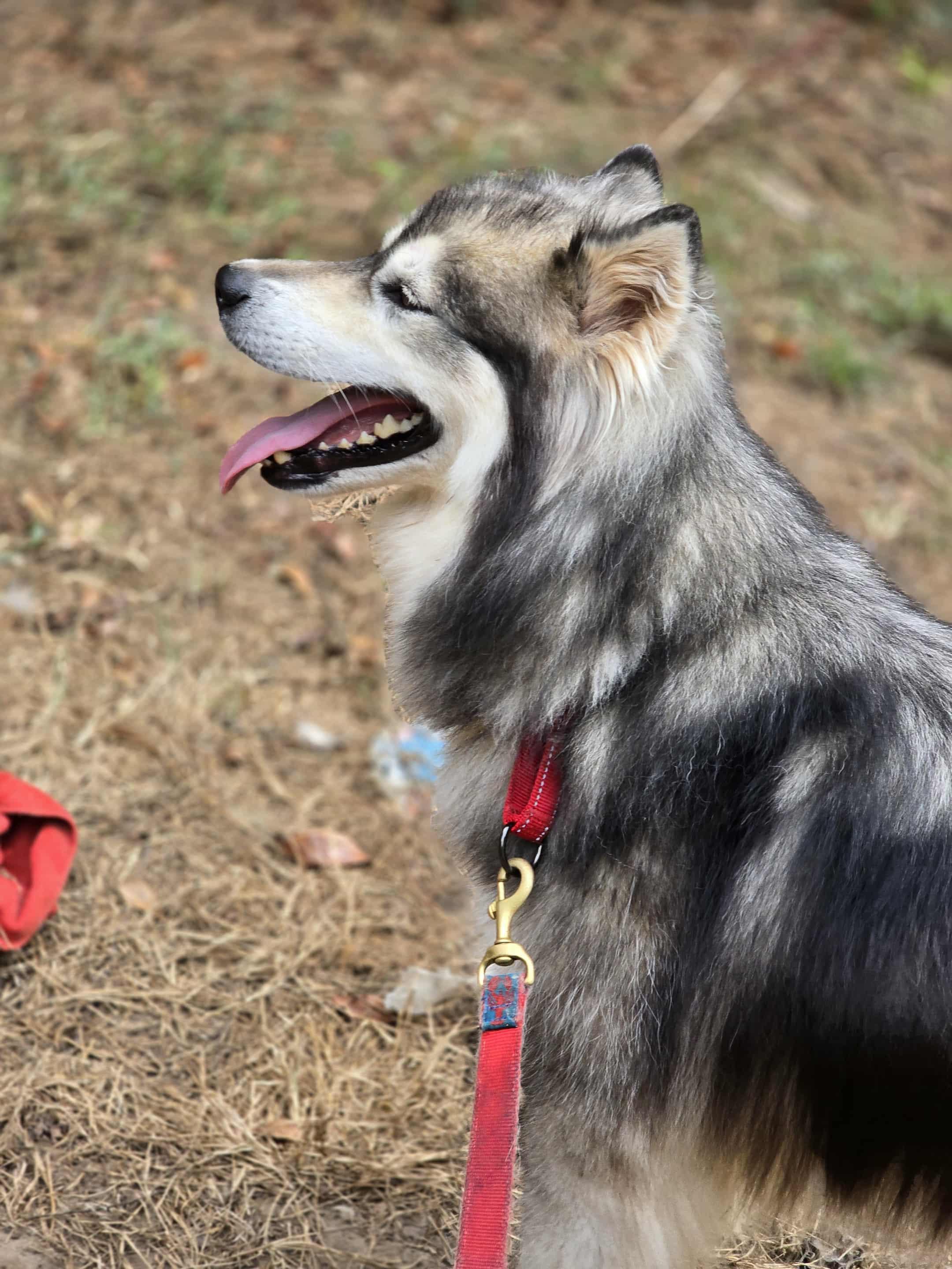 Aspen, a Adoptable Husky in Gardiner, NY image 6/6
