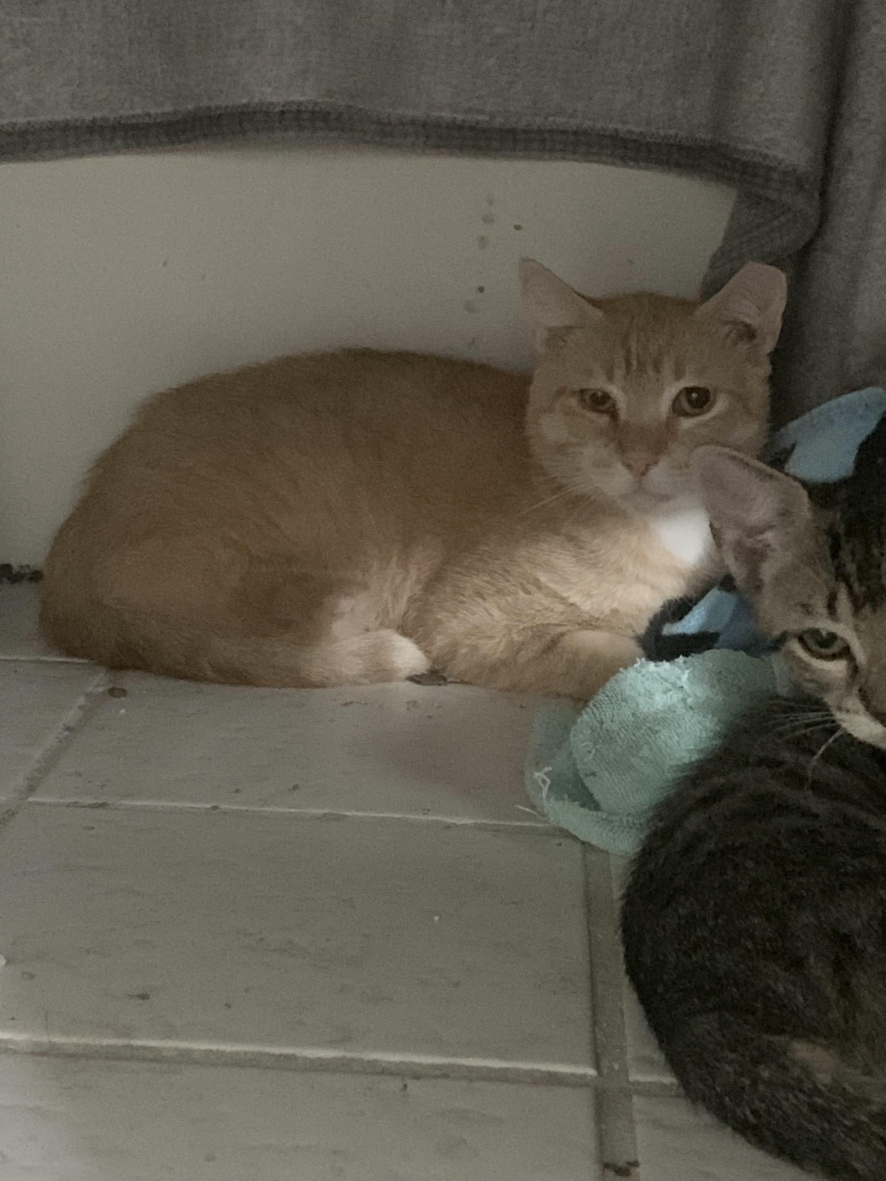 Enlarge Elijah, a Adoptable Tabby in Parkland, FL image 2/2