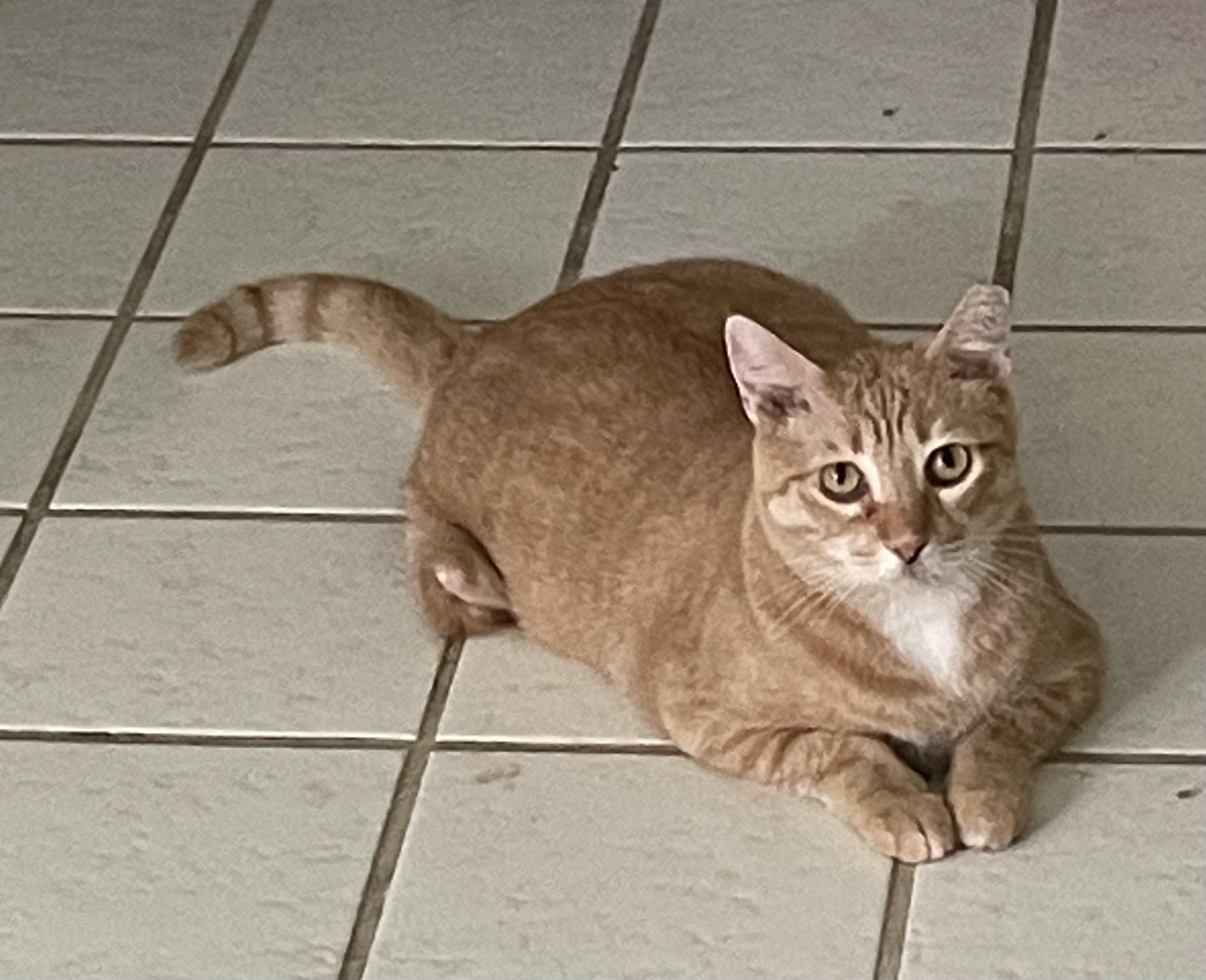 Enlarge Elijah, a Adoptable Tabby in Parkland, FL image 1/2