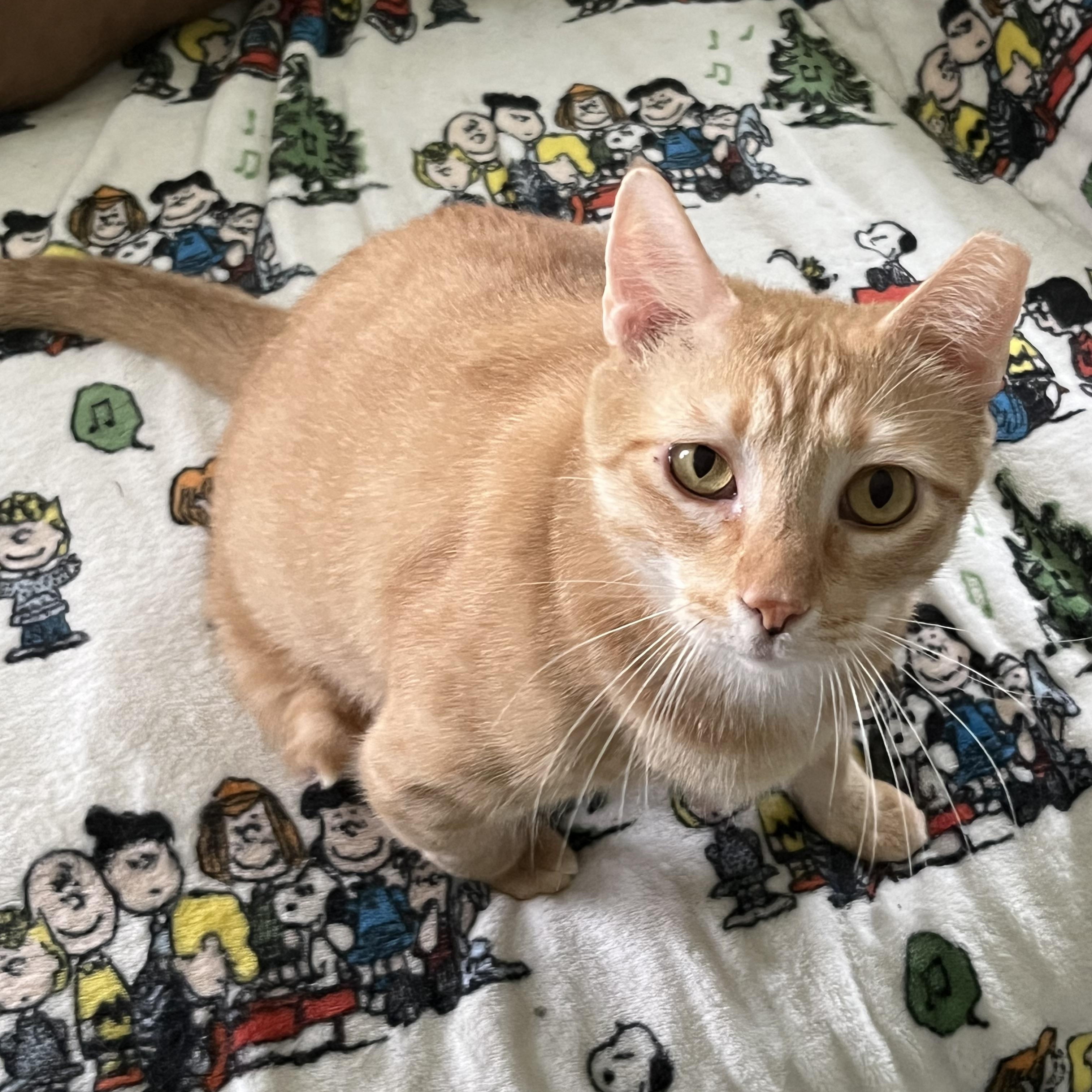 Elijah, a Adoptable Tabby in Parkland, FL image 1/3