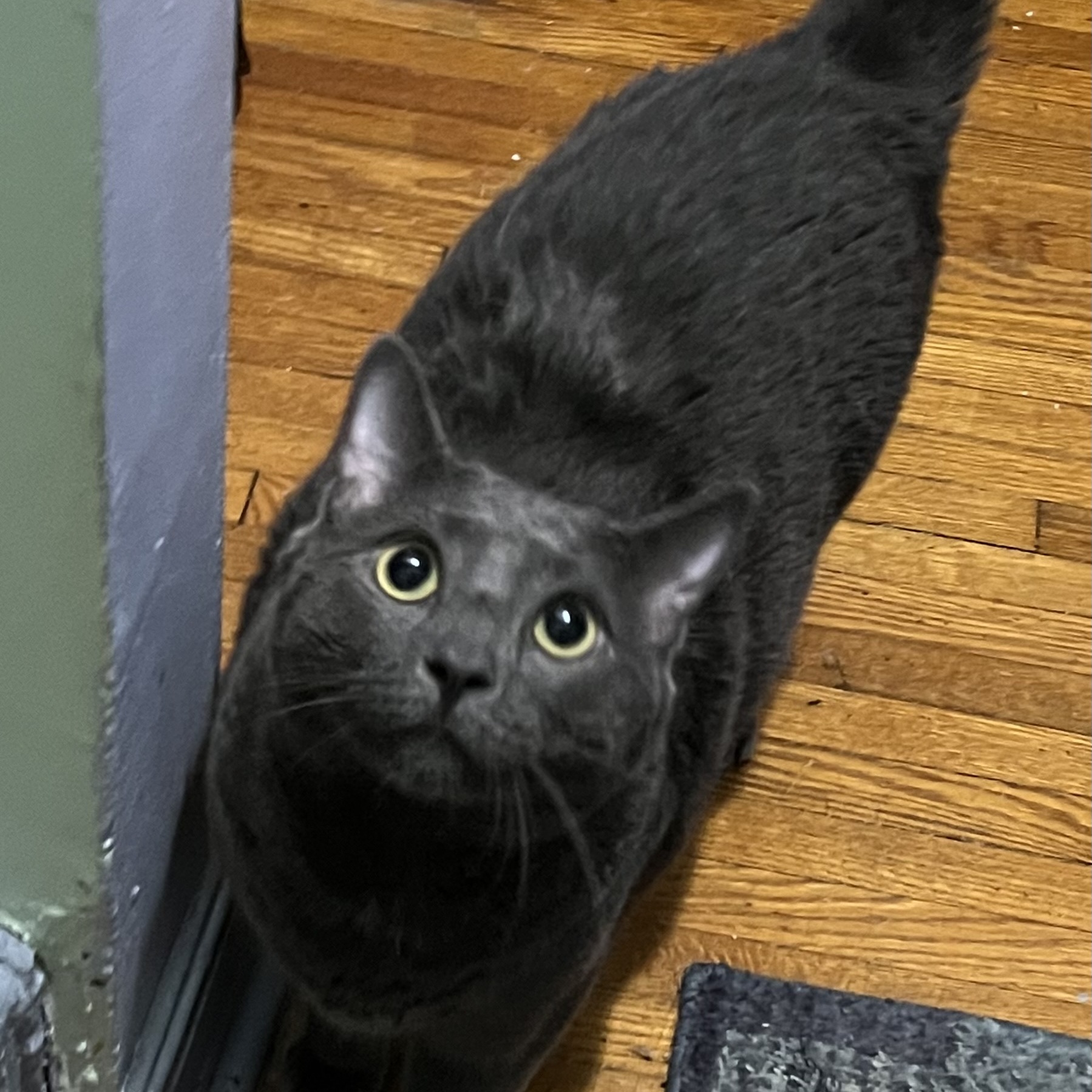Enlarge Elvis, a Adoptable Domestic Short Hair in Cranford, NJ image 4/6