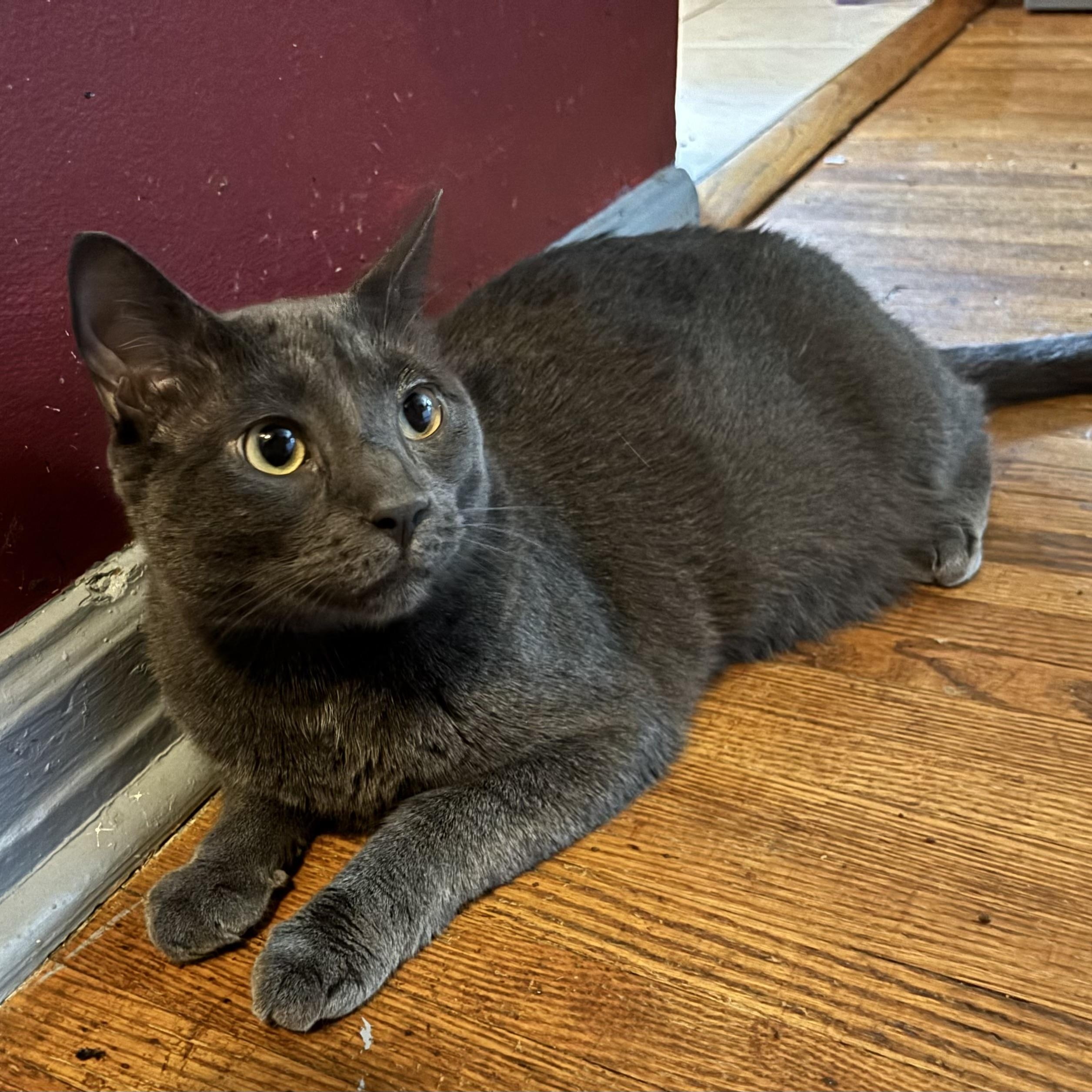 Enlarge Elvis, a Adoptable Domestic Short Hair in Cranford, NJ image 3/6