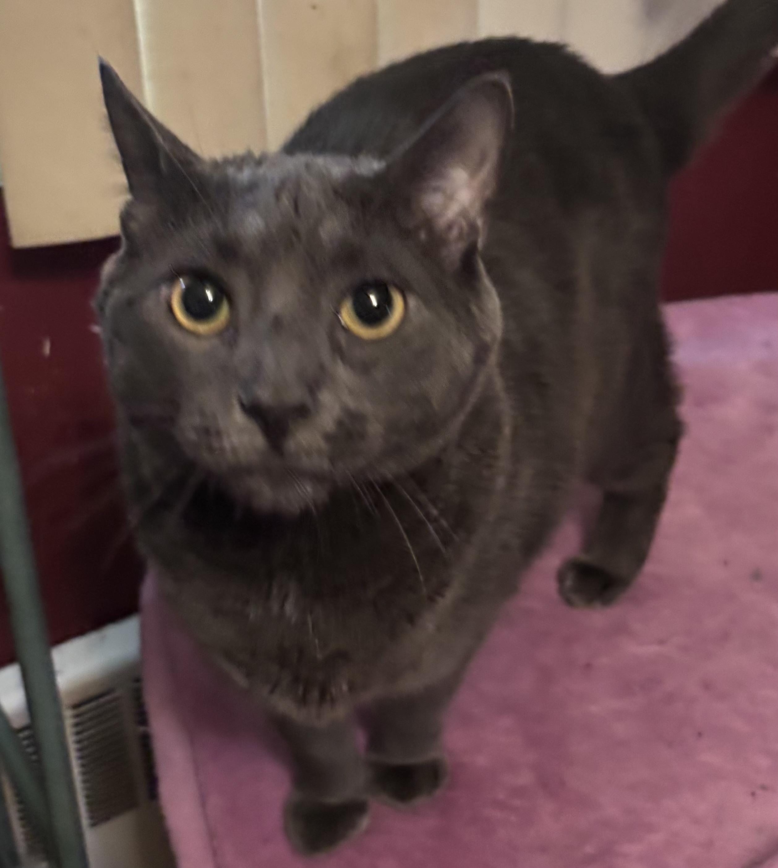 Enlarge Elvis, a Adoptable Domestic Short Hair in Cranford, NJ image 2/6