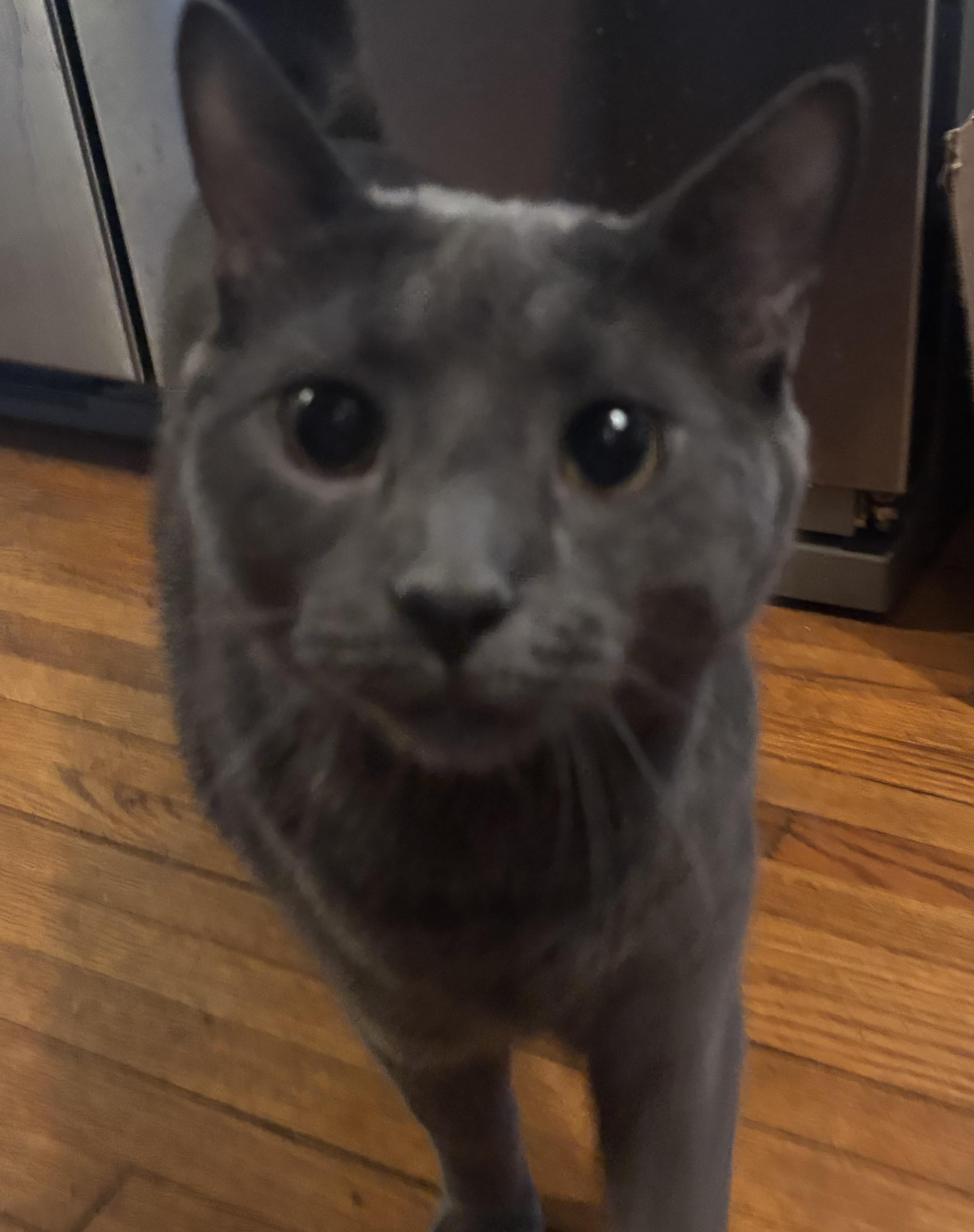 Enlarge Elvis, a Adoptable Domestic Short Hair in Cranford, NJ image 6/6