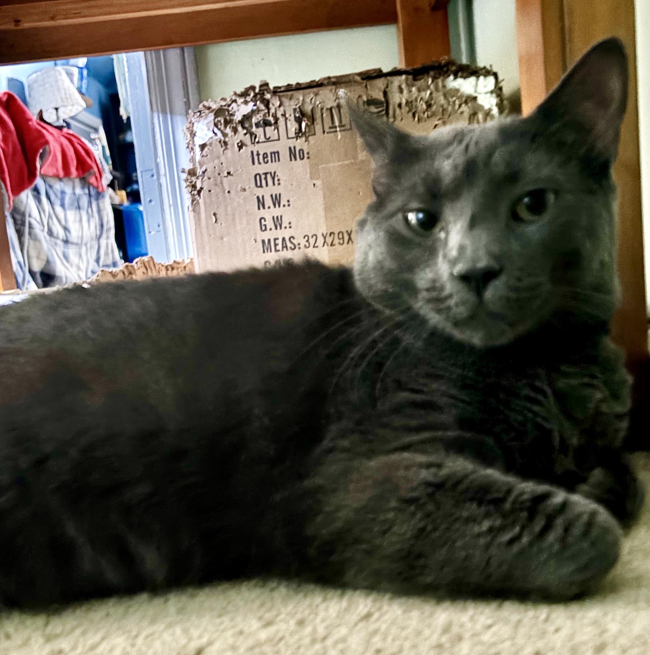 Enlarge Elvis, a Adoptable Domestic Short Hair in Cranford, NJ image 2/6