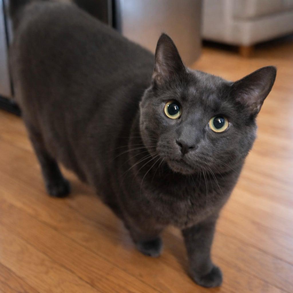 Elvis, Adoptable, Adult Male Domestic Short Hair.