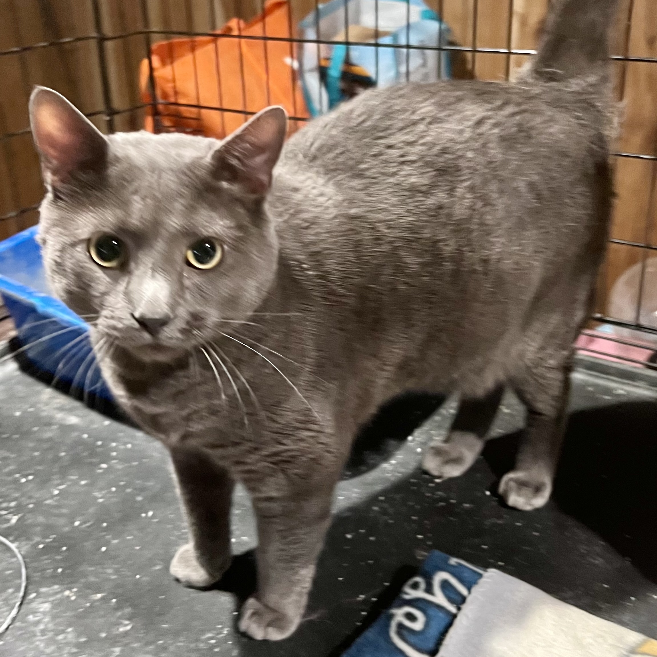 Enlarge Elvis, a Adoptable Domestic Short Hair in Cranford, NJ image 5/6