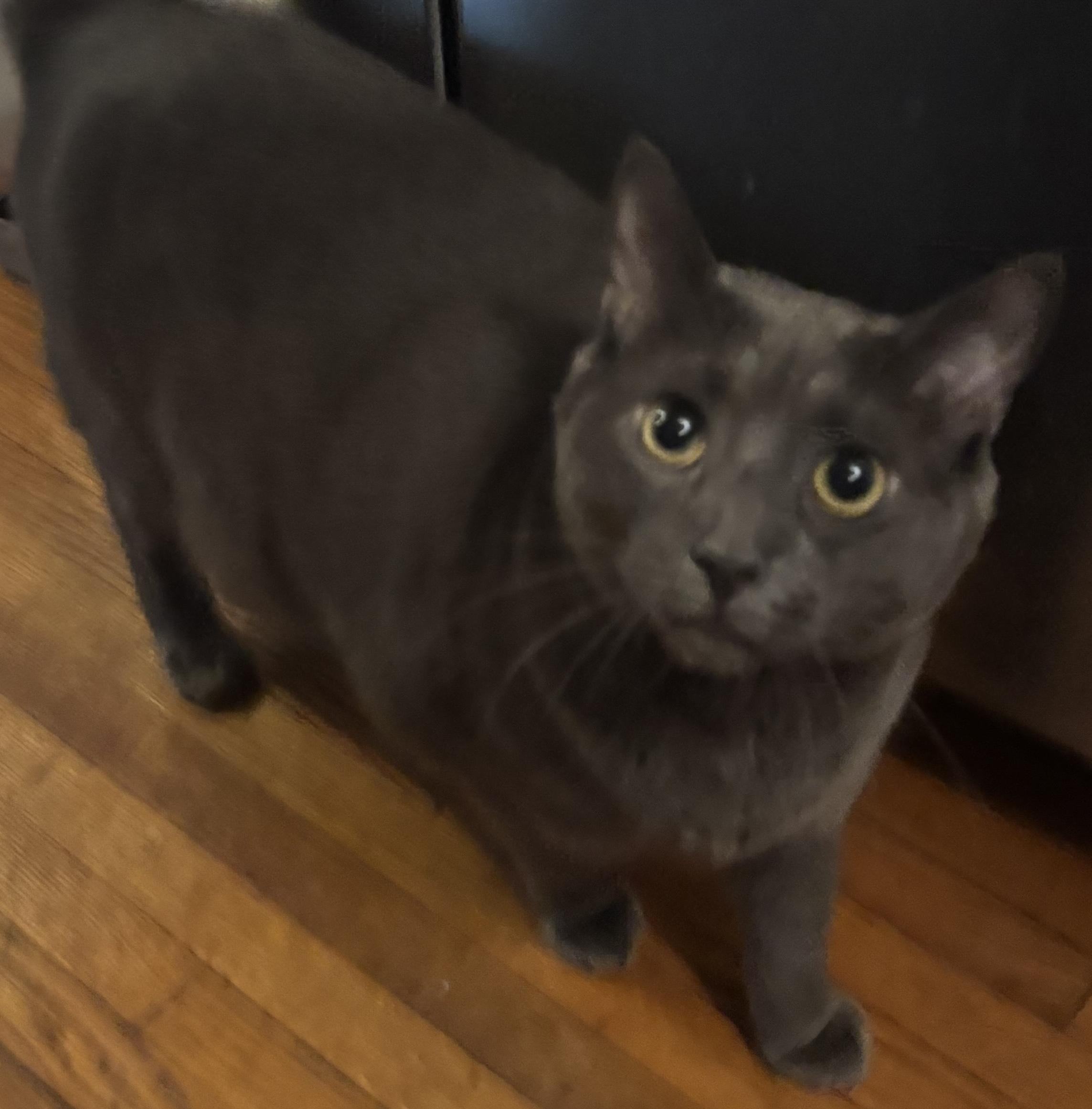 Elvis, Adoptable, Adult Male Domestic Short Hair.