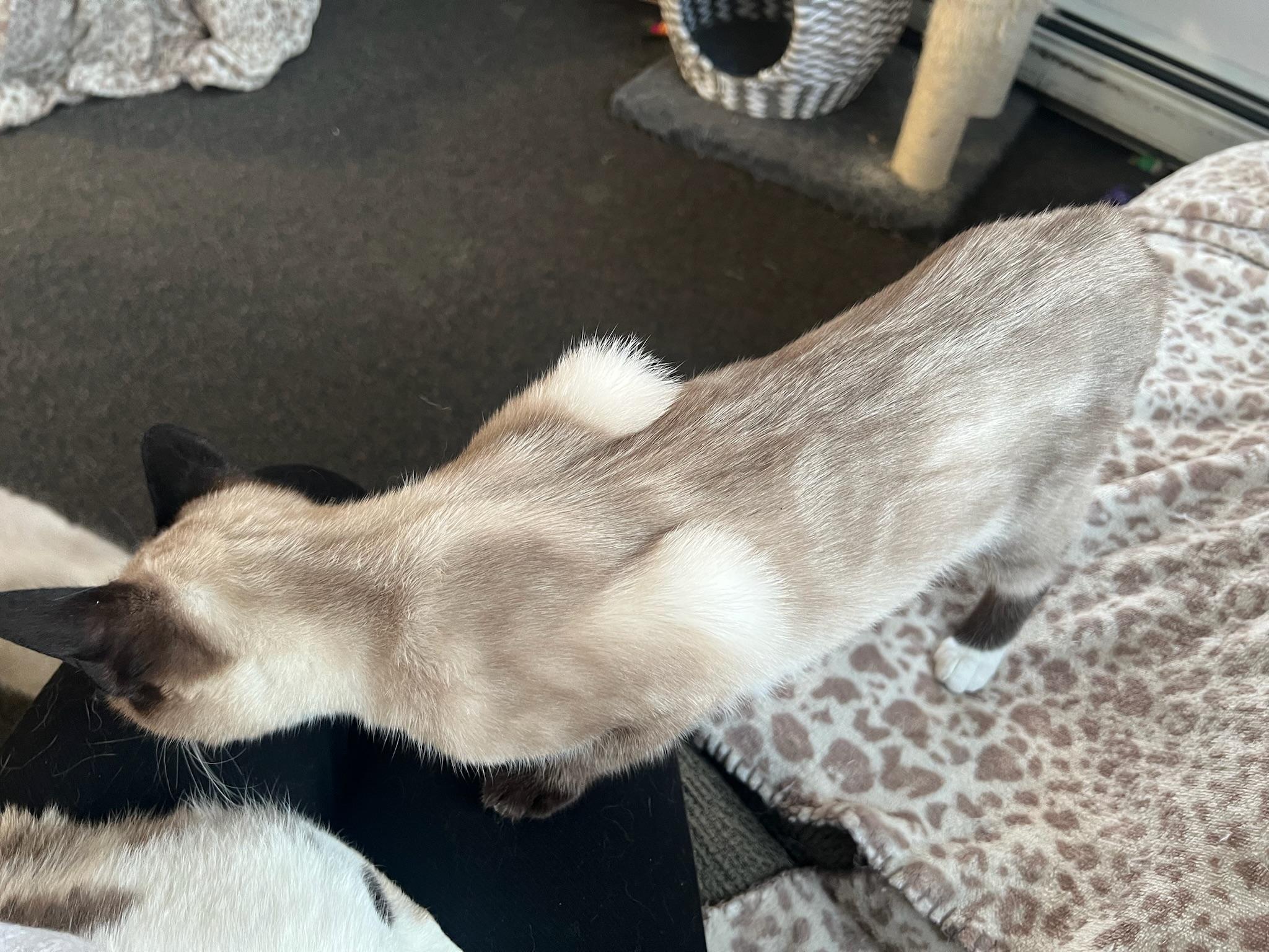 Sharkie, Adopted, Young Female Siamese.