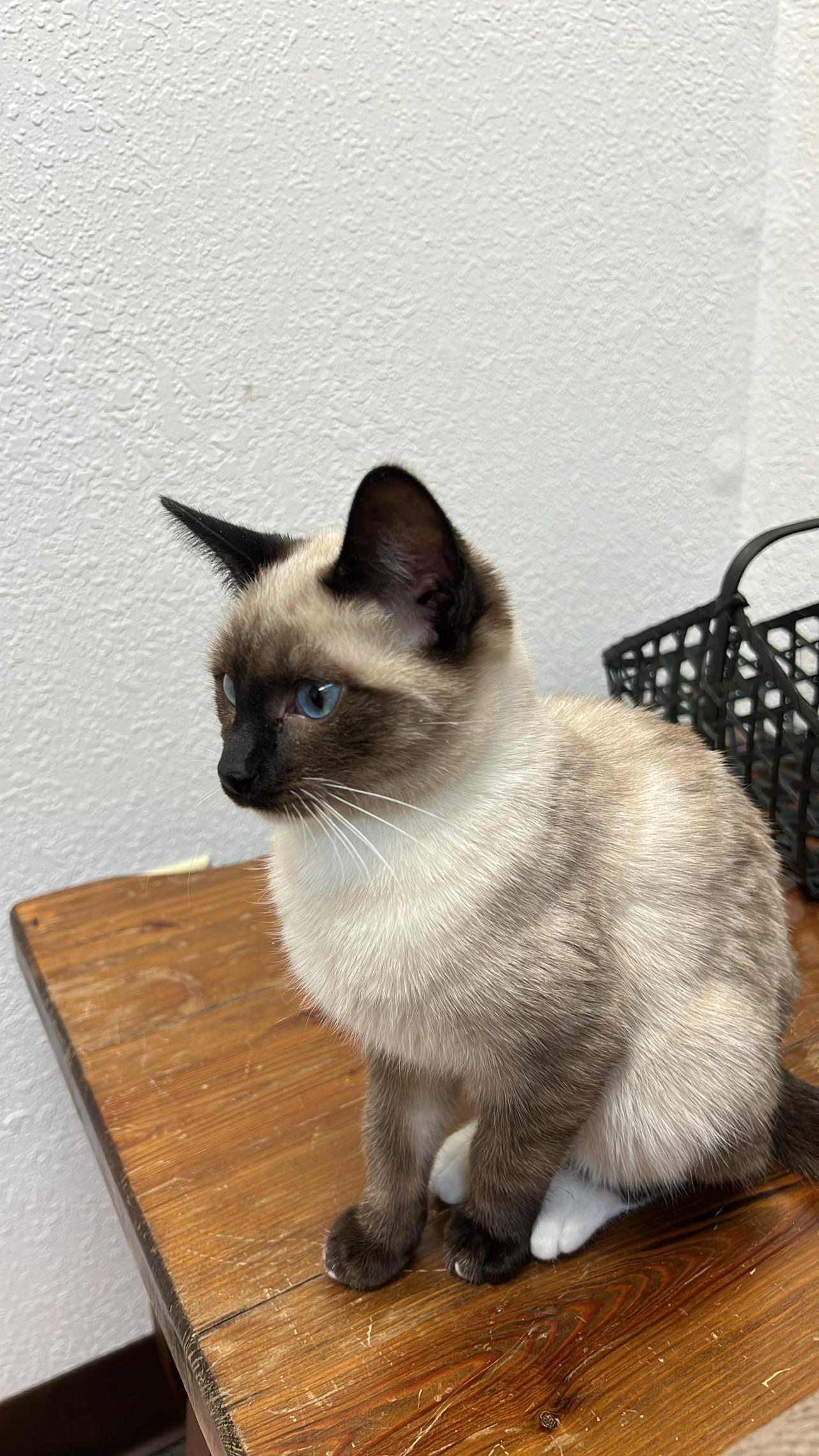 Sharkie, a Adopted mixed breed in Anchorage, AK image 4/5