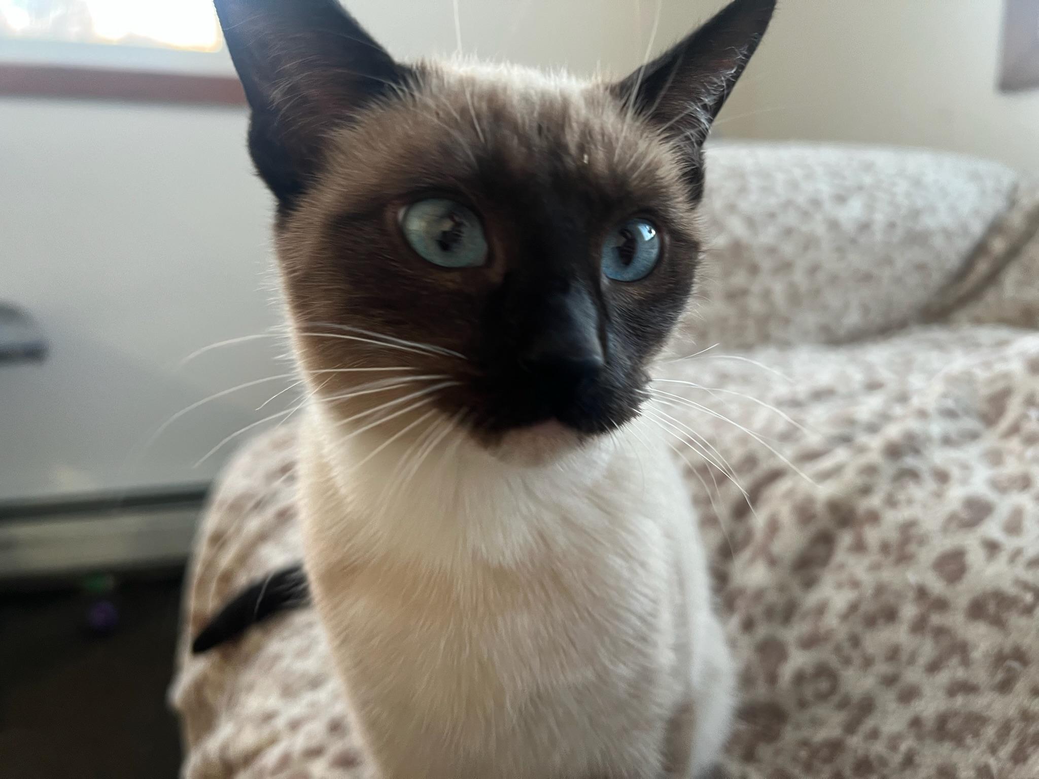 Sharkie, a Adopted mixed breed in Anchorage, AK image 2/5