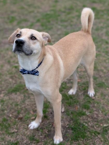 Taki, a Adoptable mixed breed in Gulfport, MS image 1/3