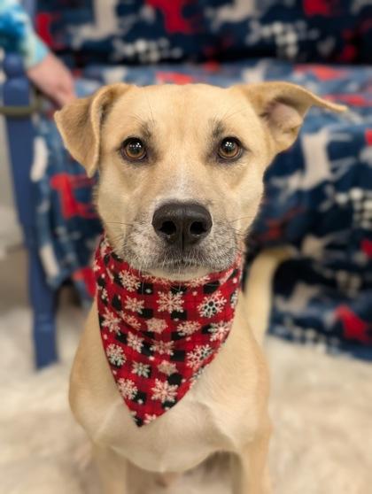 Enlarge Taki, a Adoptable mixed breed in Gulfport, MS image 1/2