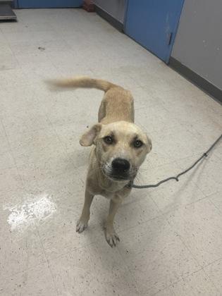 Enlarge Taki, a Adoptable mixed breed in Gulfport, MS image 2/2