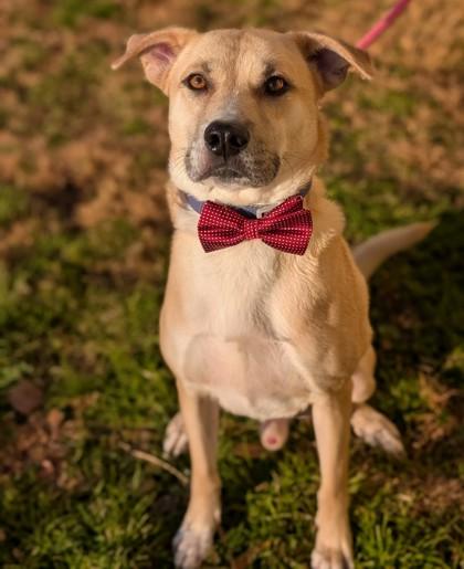 Taki, a Adoptable mixed breed in Gulfport, MS image 3/3