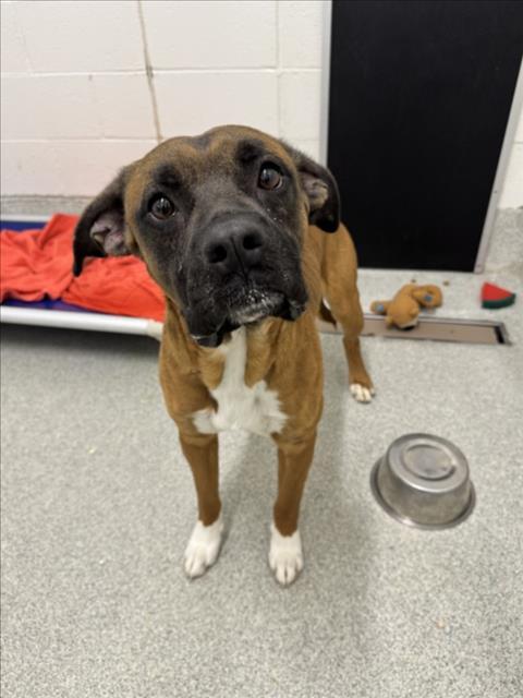 DAVIS, Adoptable, Young Male Rhodesian Ridgeback & Mixed Breed.