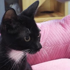 Enlarge Nokia, an adoptable Domestic Short Hair in Green Valley, AZ image 3/6