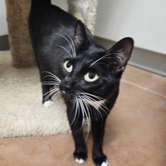 Enlarge Nokia, a Adoptable Domestic Short Hair in Green Valley, AZ image 5/6