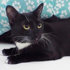 Nokia, adoptable, Kitten Female Domestic Short Hair.