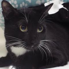 Enlarge Nokia, an adoptable Domestic Short Hair in Green Valley, AZ image 5/6