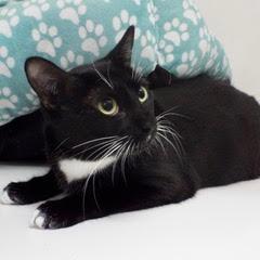Enlarge Nokia, an adoptable Domestic Short Hair in Green Valley, AZ image 4/6