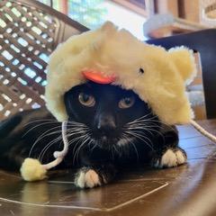 Enlarge Nokia, a Adoptable Domestic Short Hair in Green Valley, AZ image 1/6