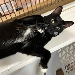Enlarge Nokia, an adoptable Domestic Short Hair in Green Valley, AZ image 6/6