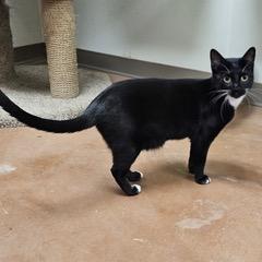 Enlarge Nokia, a Adoptable Domestic Short Hair in Green Valley, AZ image 6/6