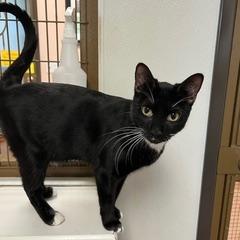 Enlarge Nokia, an adoptable Domestic Short Hair in Green Valley, AZ image 2/6