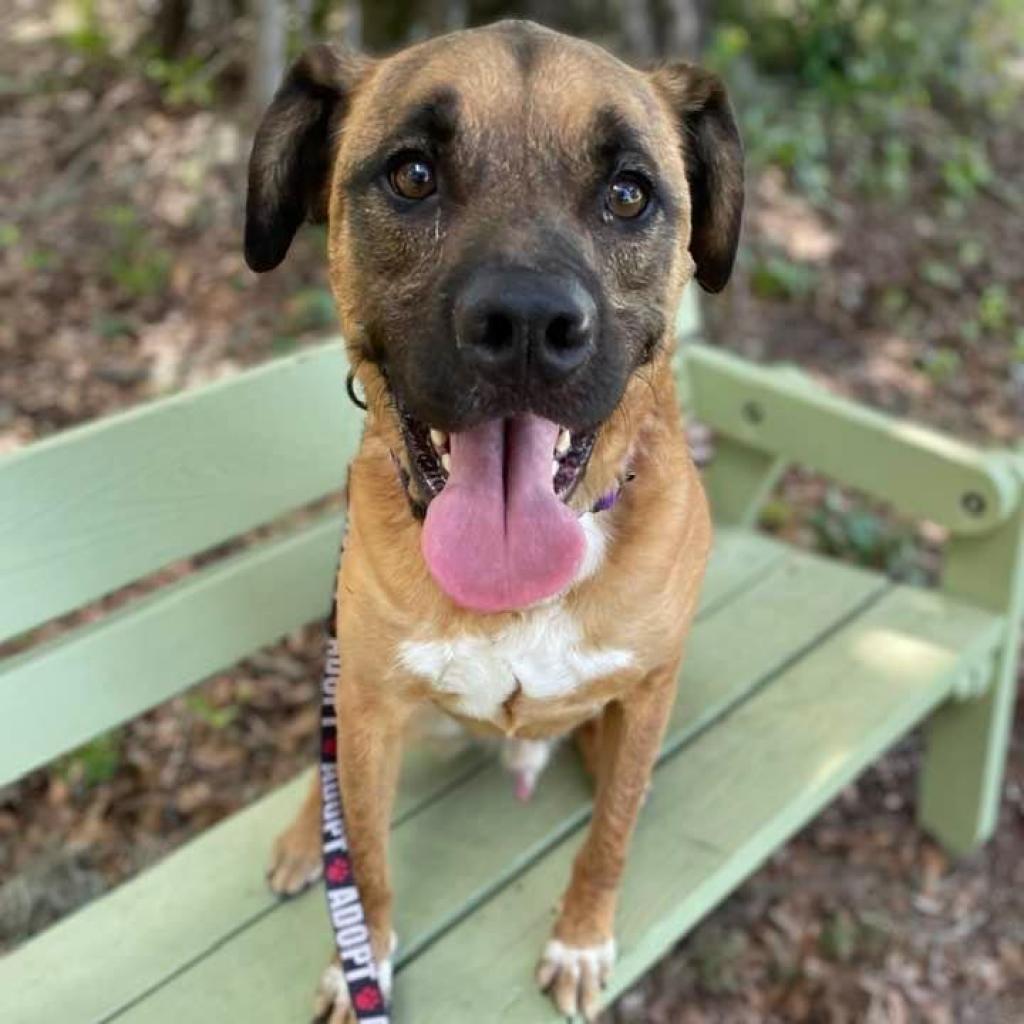 Apollo, Adoptable, Senior Male Cattle Dog & Shepherd.