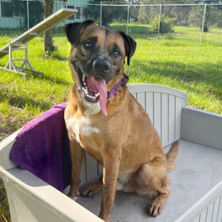 Enlarge Apollo, a Adoptable mixed breed in Sarasota, FL image 2/6