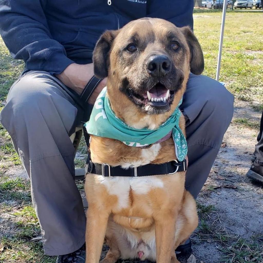 Enlarge Apollo, a Adoptable mixed breed in Sarasota, FL image 3/6