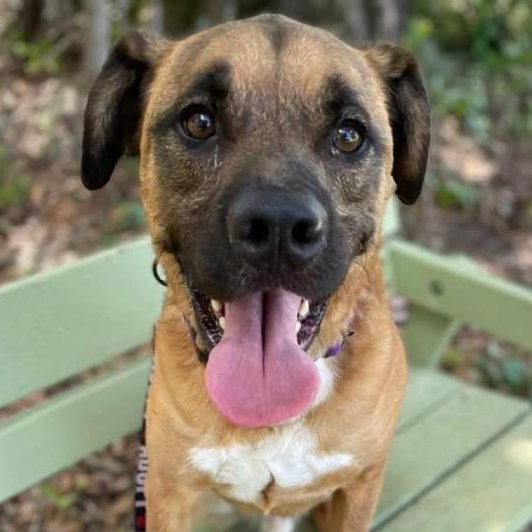 Enlarge Apollo, a Adoptable mixed breed in Sarasota, FL image 4/6