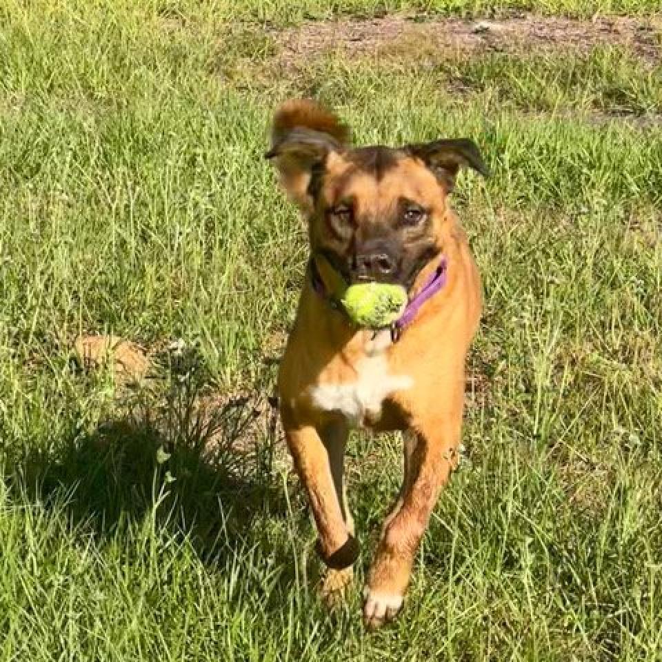 Enlarge Apollo, a Adoptable mixed breed in Sarasota, FL image 5/6
