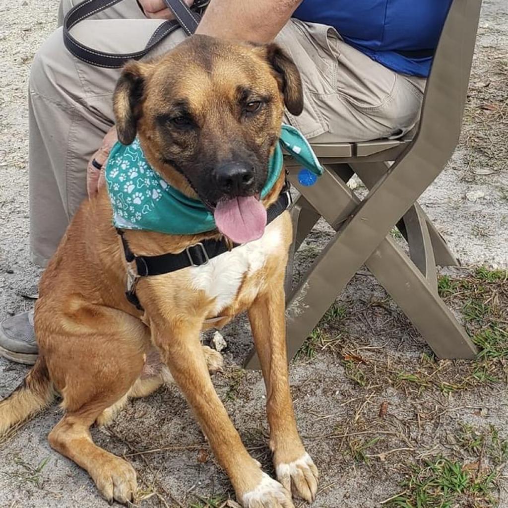 Enlarge Apollo, a Adoptable mixed breed in Sarasota, FL image 6/6