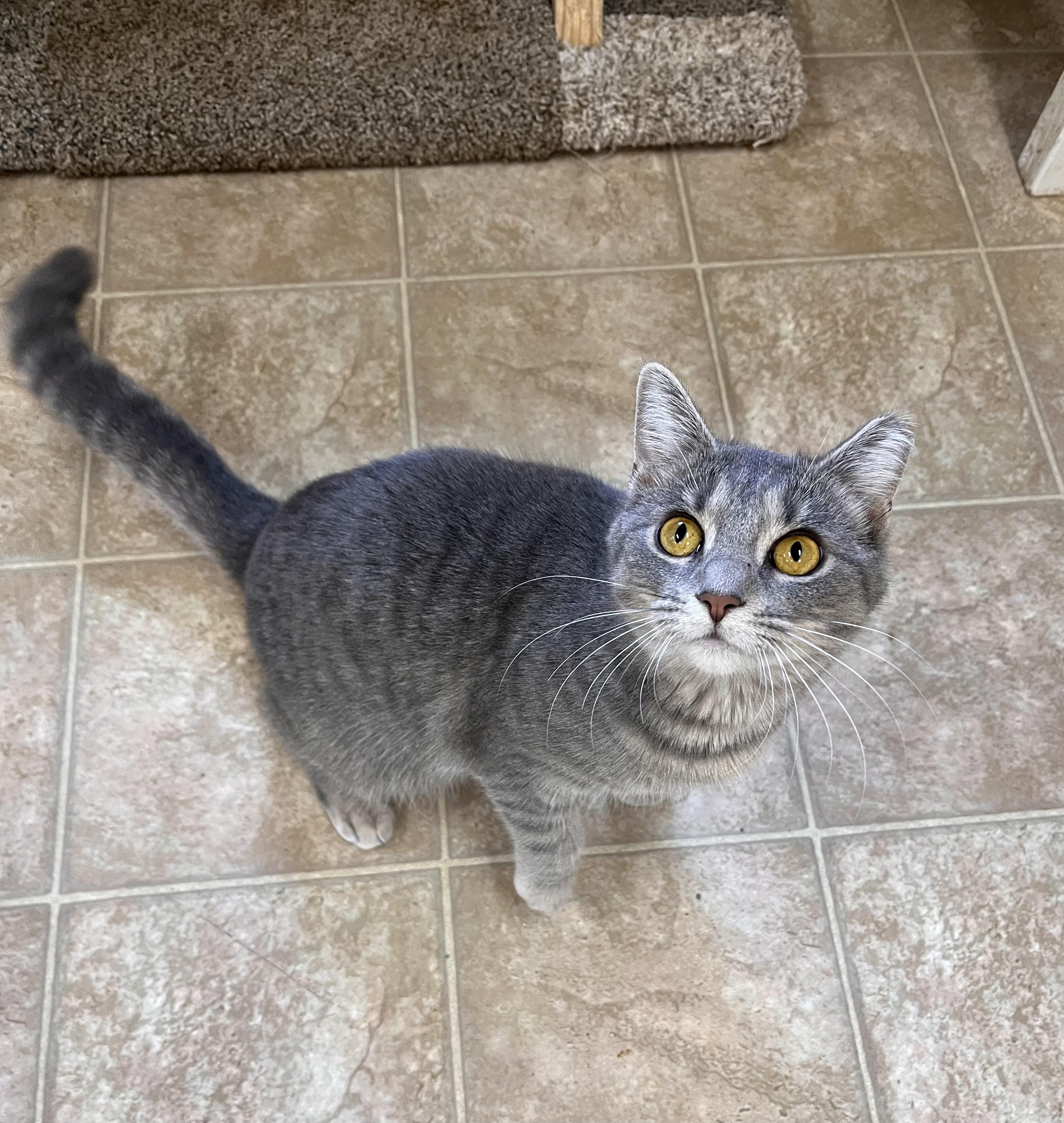 Soot, Adoptable, Adult Female Domestic Short Hair.