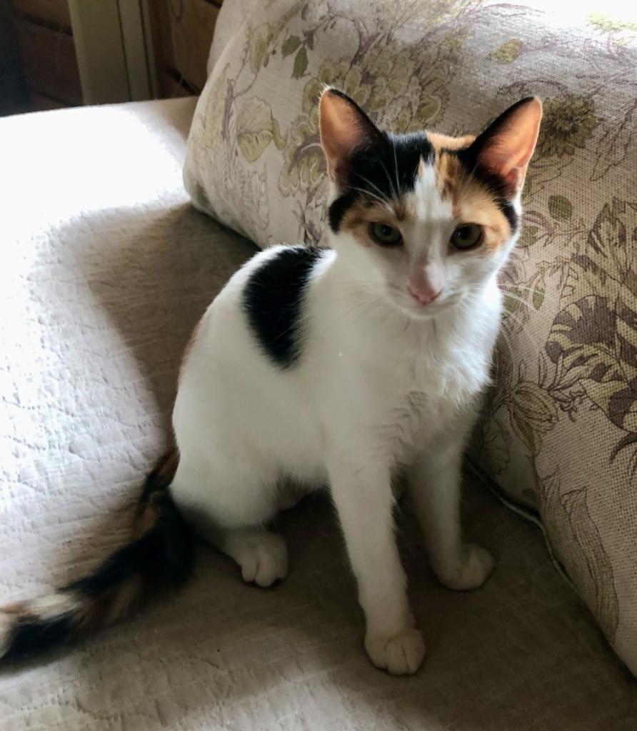 Misha, Adopted, Kitten Female Calico.
