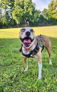 Enlarge Maddie, a ADOPTABLE Catahoula Leopard Dog in Winter Haven, FL image 4/4
