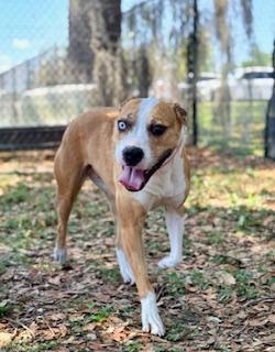 Enlarge Maddie, a ADOPTABLE Catahoula Leopard Dog in Winter Haven, FL image 1/4