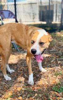 Enlarge Maddie, a ADOPTABLE Catahoula Leopard Dog in Winter Haven, FL image 2/4