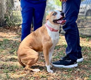 Enlarge Maddie, a ADOPTABLE Catahoula Leopard Dog in Winter Haven, FL image 3/4
