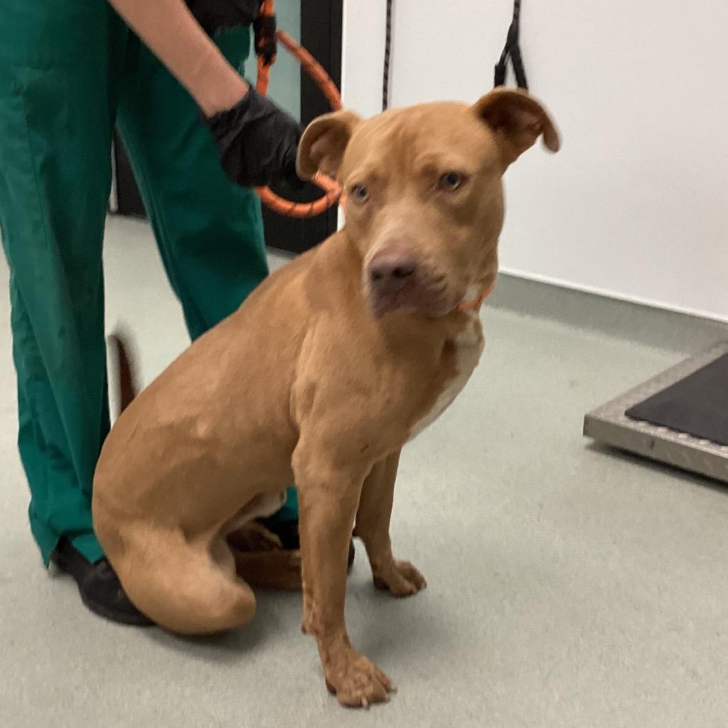 Bruce, Adoptable, Young Male Pit Bull Terrier.