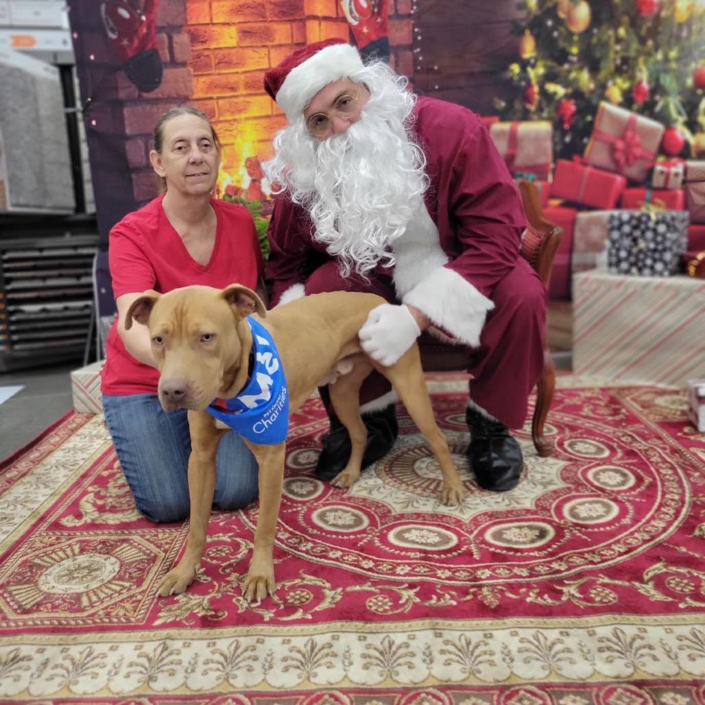 Enlarge Bruce, a Adoptable Pit Bull Terrier in Abilene, TX image 2/5