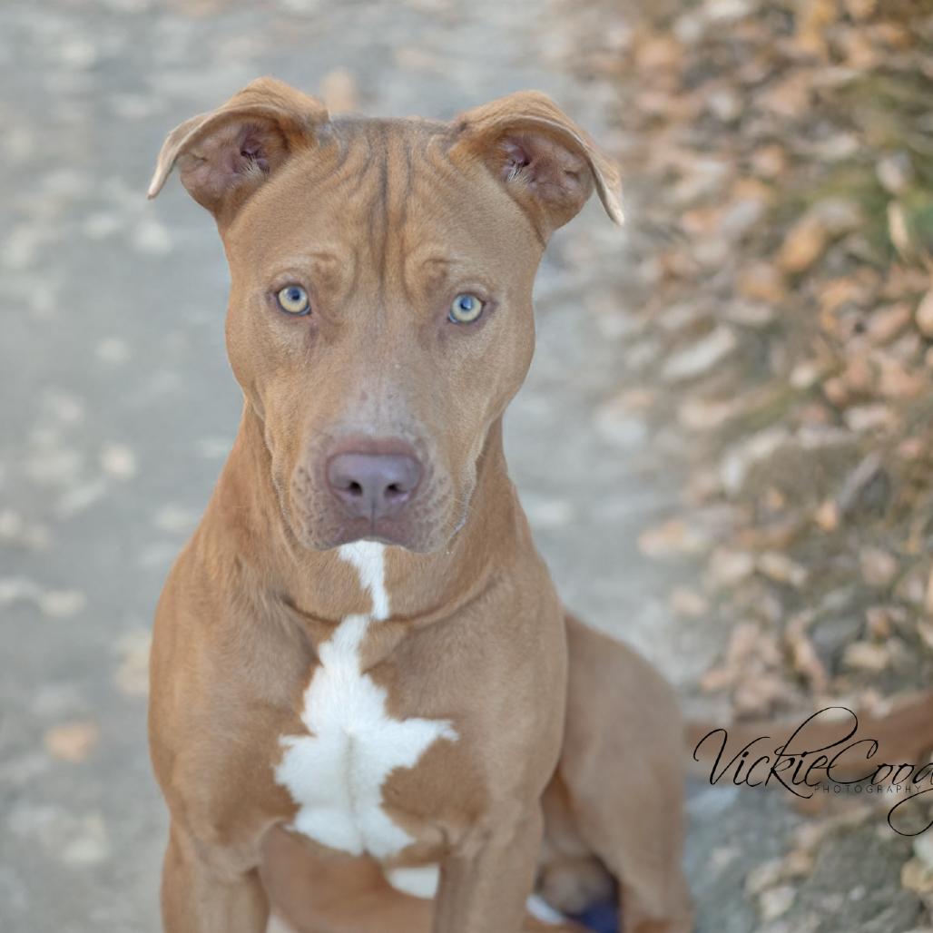 Enlarge Bruce, a Adoptable Pit Bull Terrier in Abilene, TX image 3/5