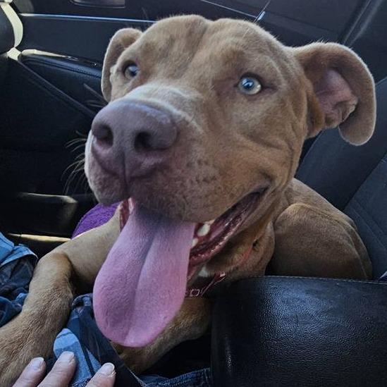 Enlarge Bruce, a Adoptable Pit Bull Terrier in Abilene, TX image 3/6