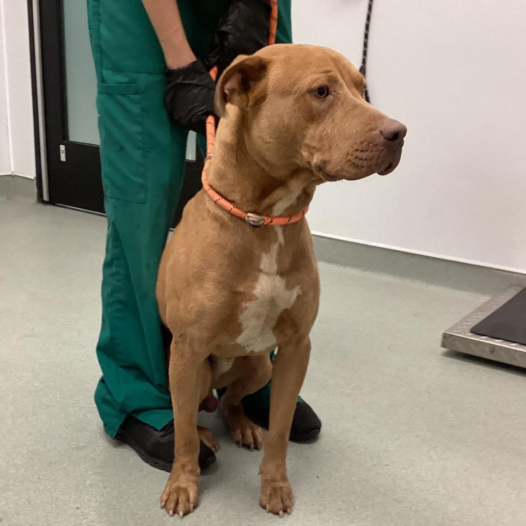 Enlarge Bruce, a Adoptable Pit Bull Terrier in Abilene, TX image 4/5