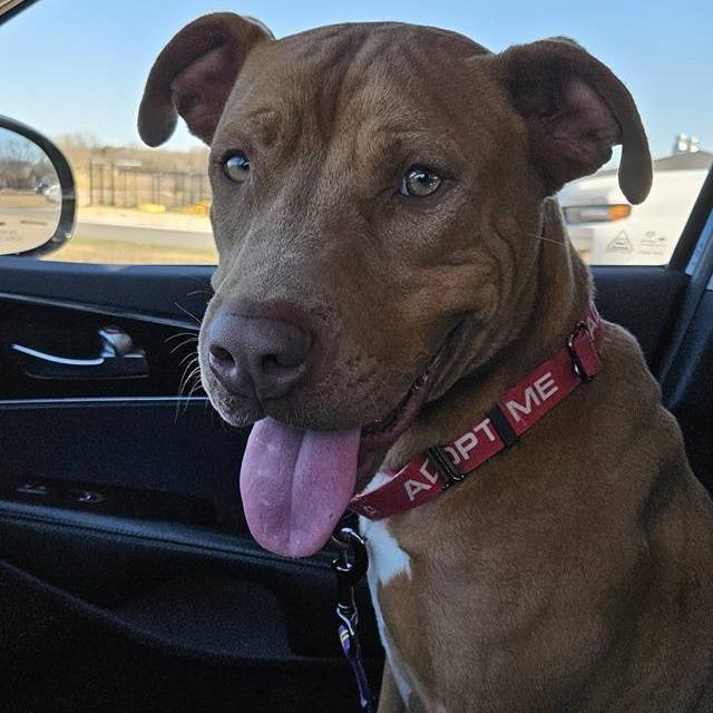Enlarge Bruce, a Adoptable Pit Bull Terrier in Abilene, TX image 4/6
