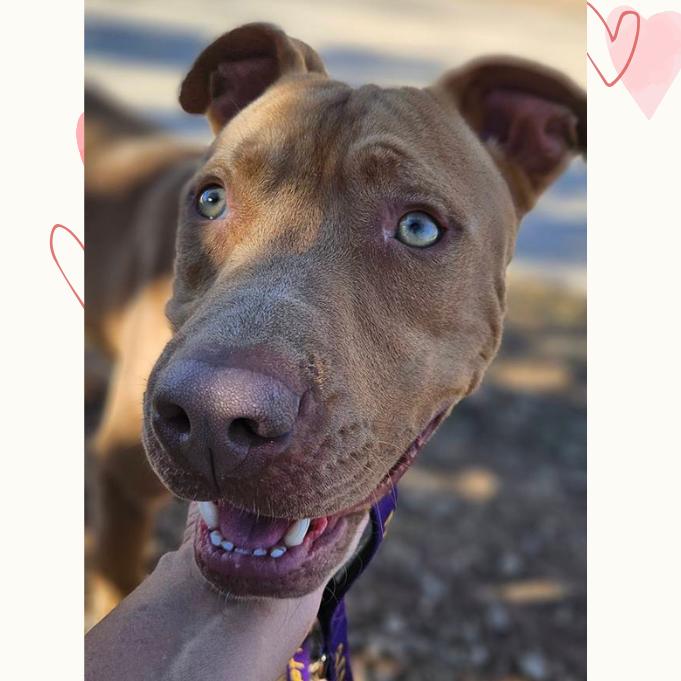 Enlarge Bruce, a Adoptable Pit Bull Terrier in Abilene, TX image 5/6