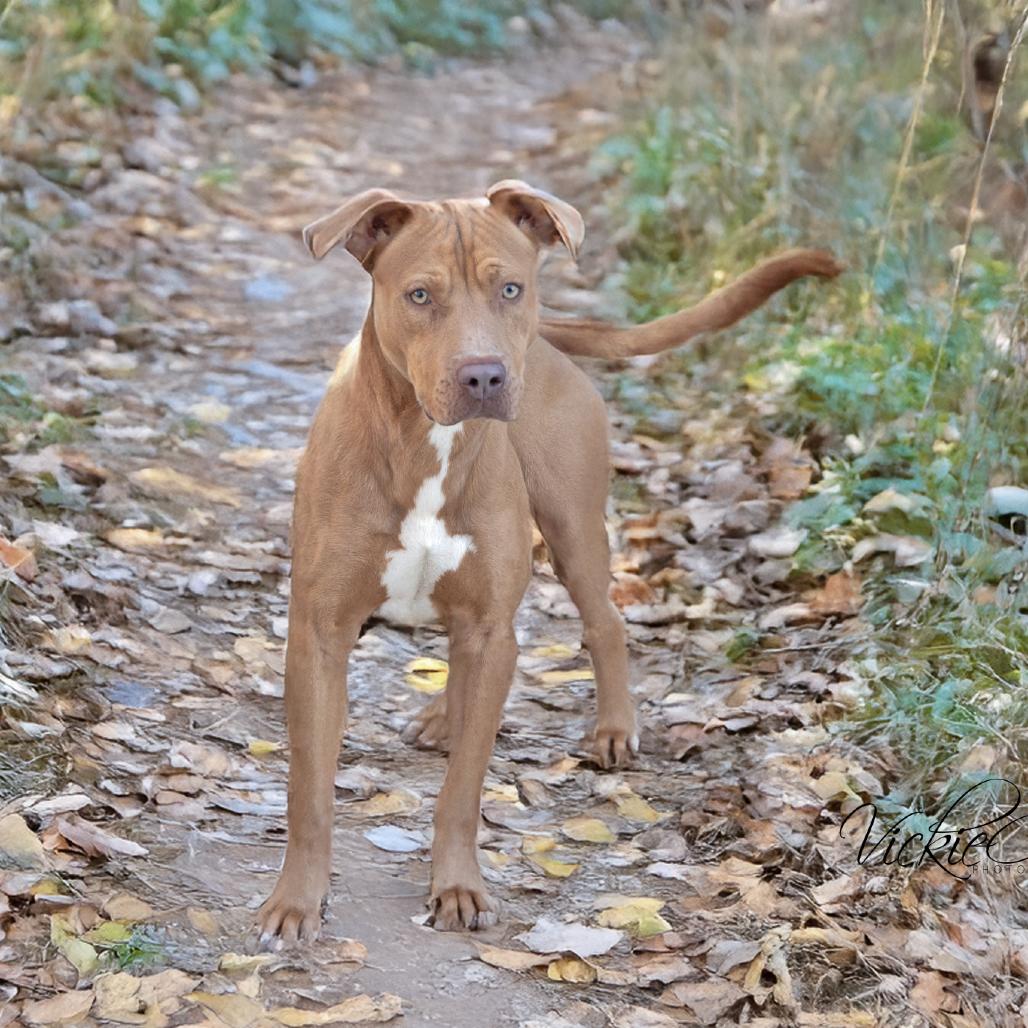 Enlarge Bruce, a Adoptable Pit Bull Terrier in Abilene, TX image 5/5